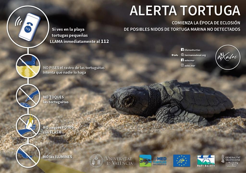 El Ayuntamiento se suma a la campaña «Alerta Tortuga» en las playas de Alicante