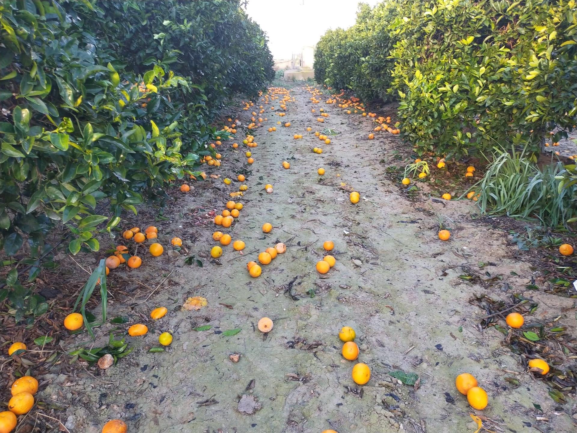 Asaja denuncia los bajos precios en el primer tramo de la campaña de la naranja, con pérdidas de 50 millones