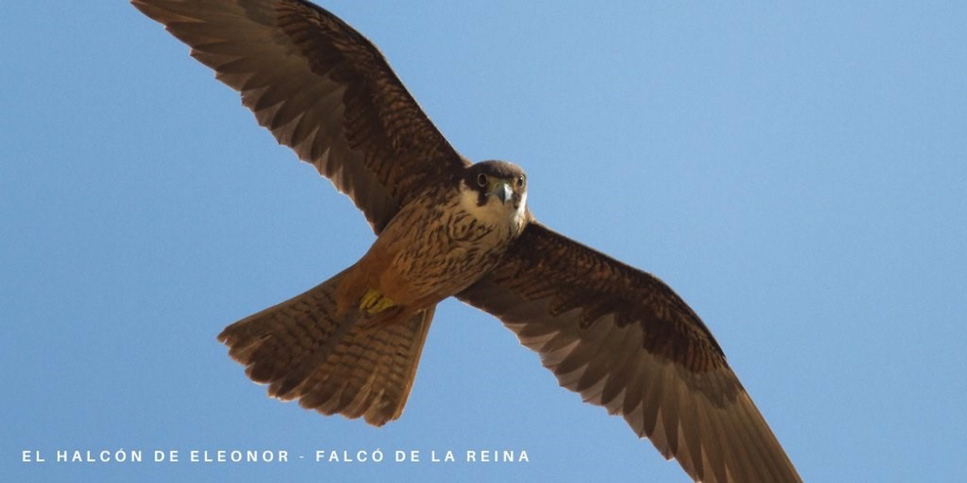 El halcón de Eleonora sale del Catálogo de Especies de Fauna Amenazadas de la Comunitat Valenciana