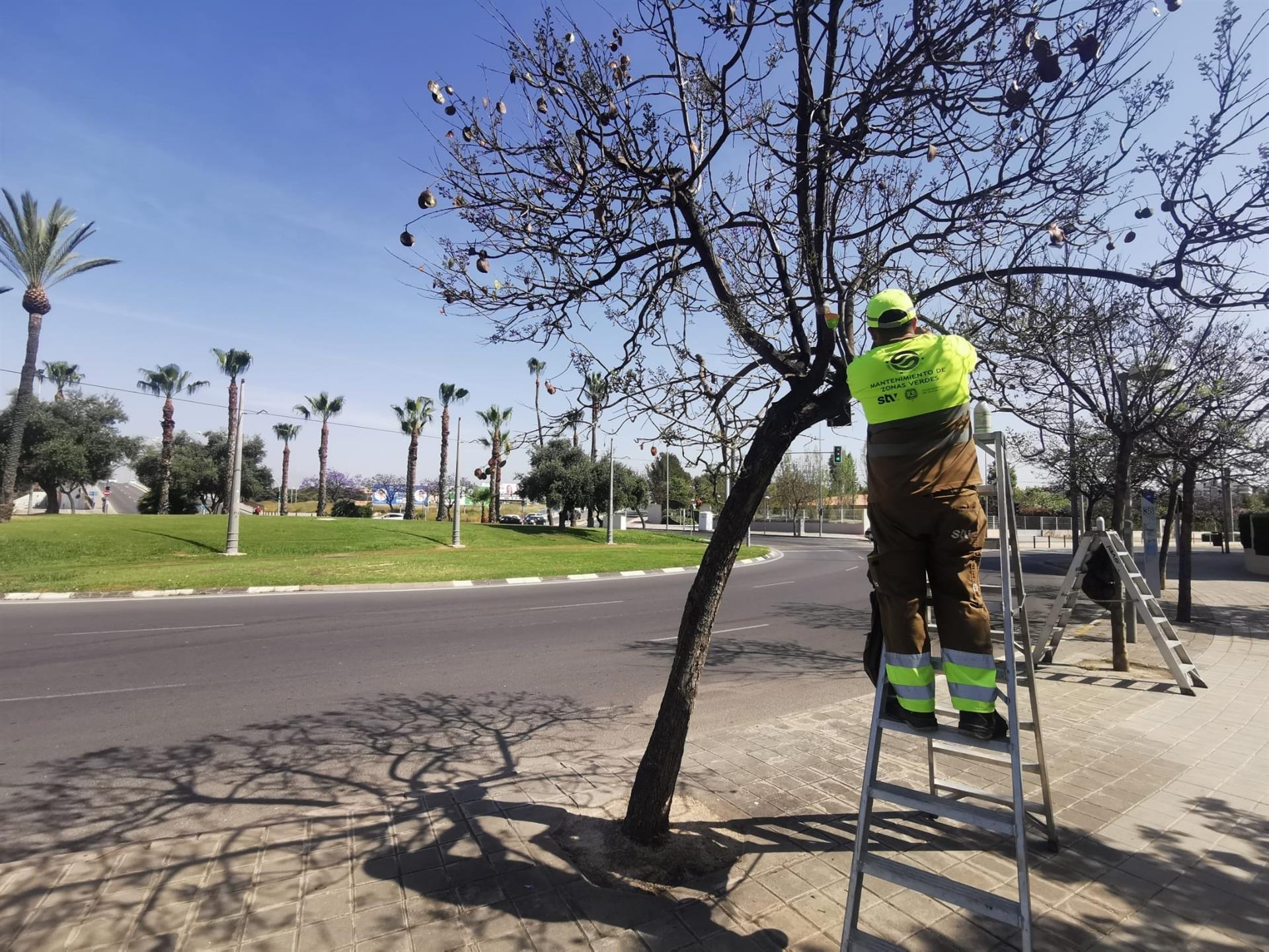 Comienza la campaña de control biológico de plagas por la subida de temperaturas que tratará 23.000 árboles