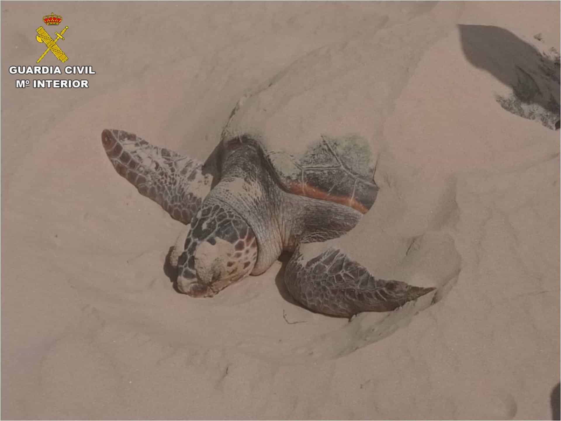 Rescatan en Alicante una tortuga boba atrapada en una baliza de pesca ilegal