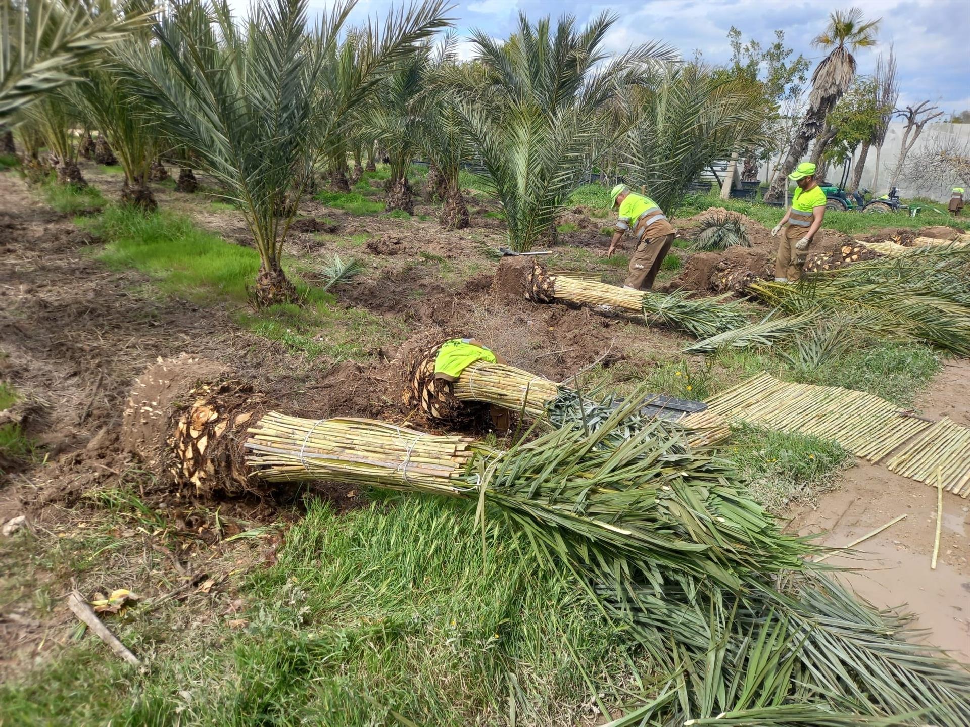 El Ayuntamiento repone más de 1.600 árboles en alcorques y parques y planta más de 350 palmeras