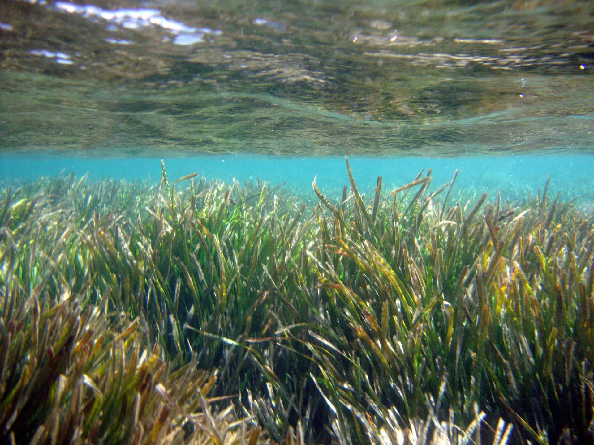La app de la Conselleria de Agricultura que localiza las zonas marinas protegidas por la Posidonia registra más de 400 descargas en su primer mes