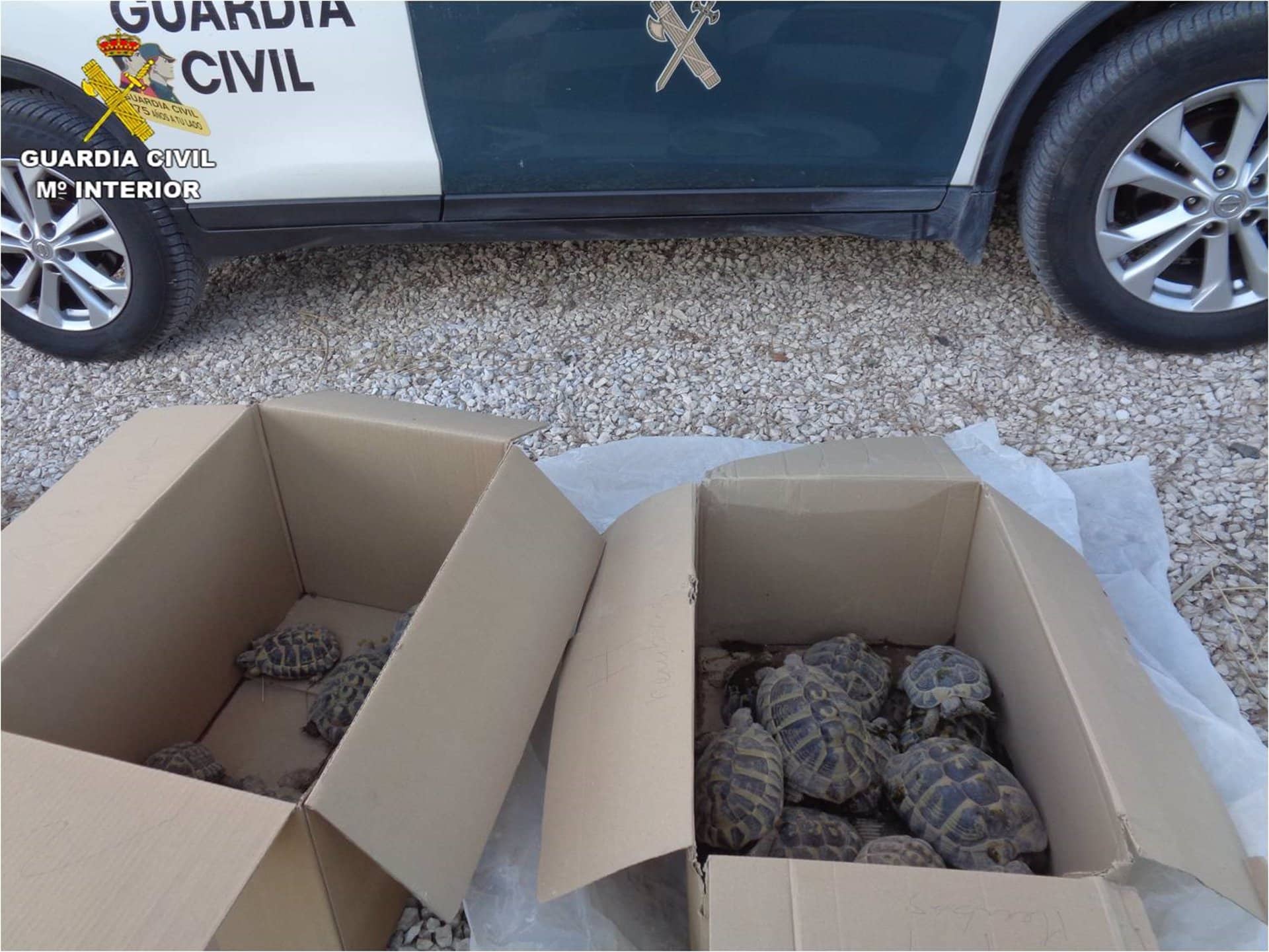 Clausuran un criadero ilegal de tortuga mediterránea en Elche