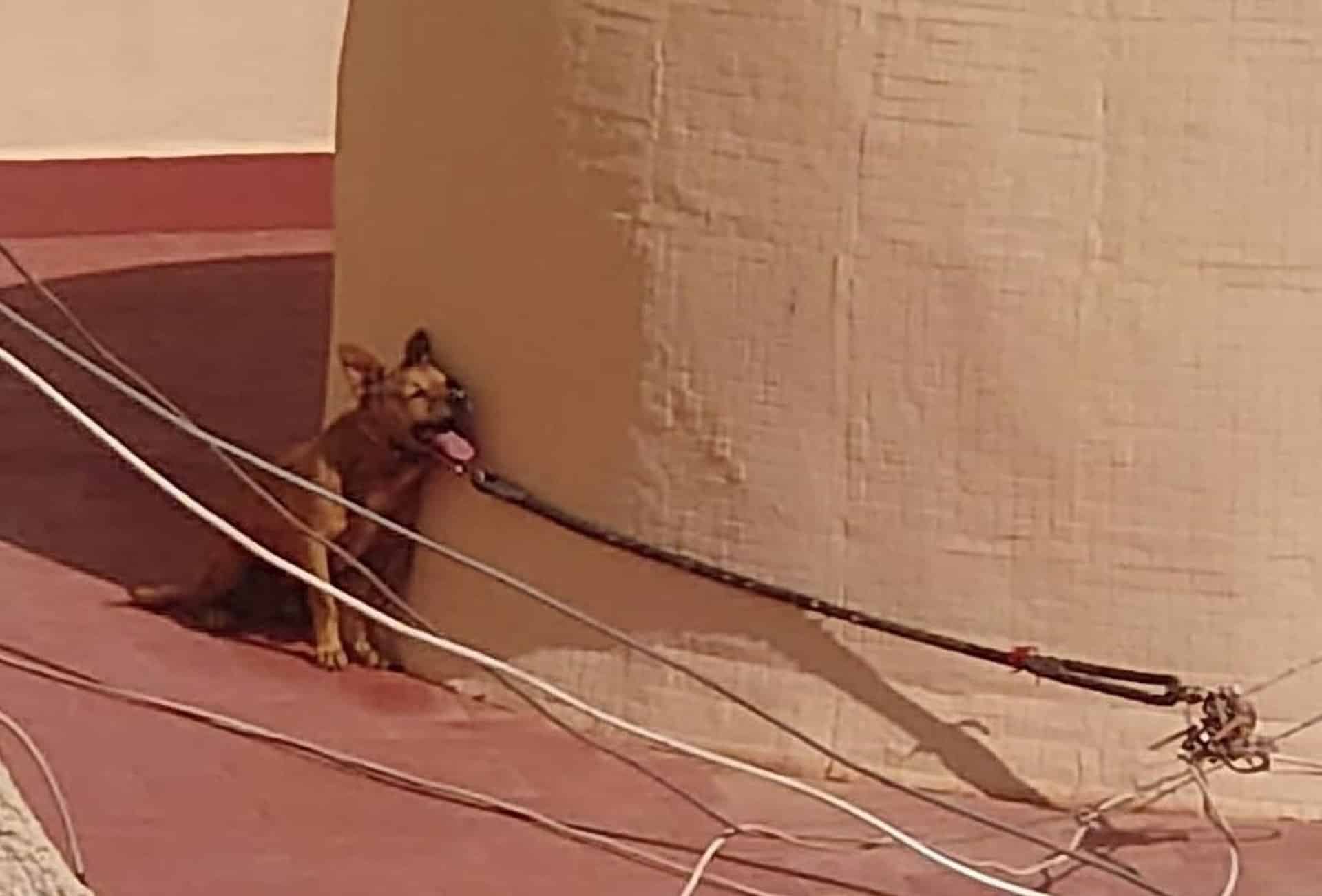 Pacma denuncia la muerte por calor de un perro atado en la terraza de una casa de Torrevieja