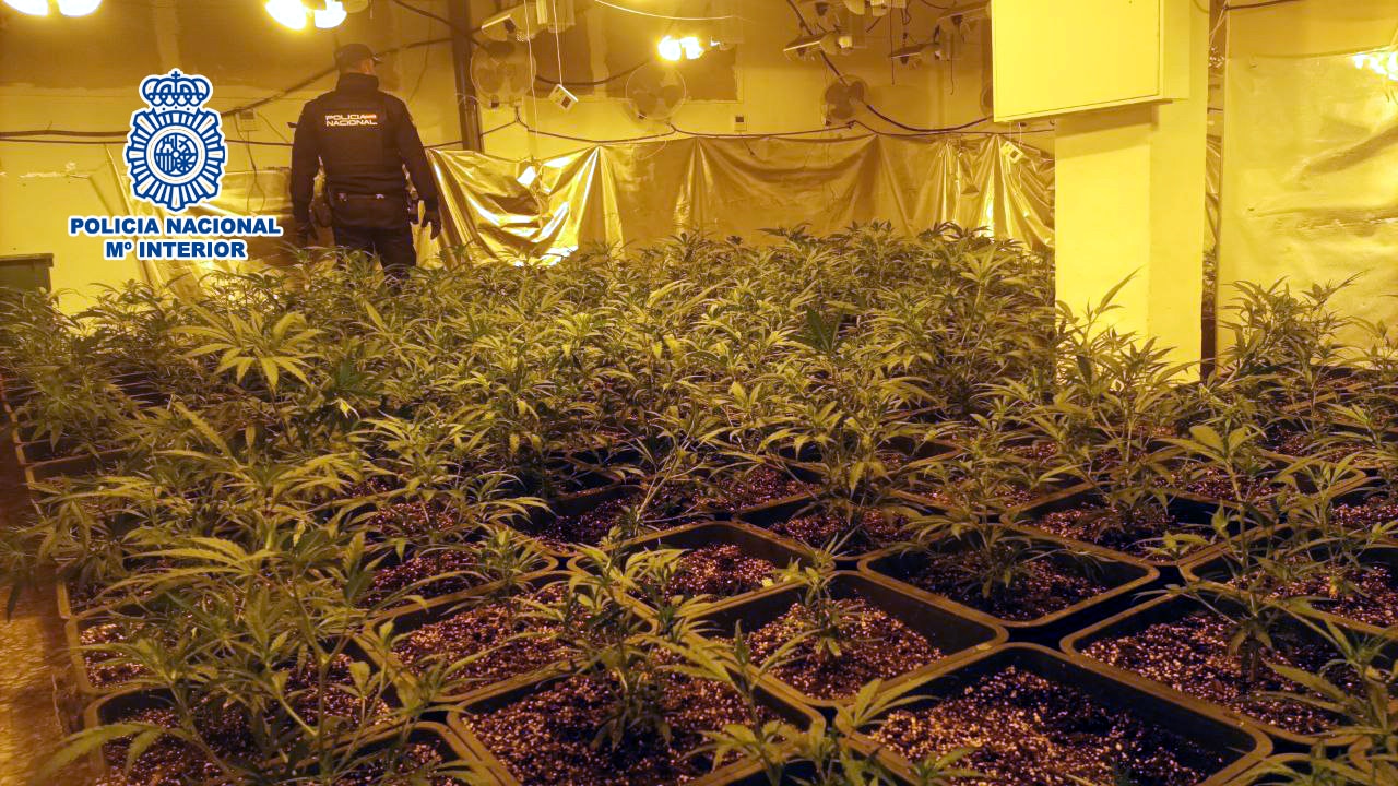 <strong>La Policía Nacional desmantela de forma simultánea seis plantaciones “indoor” de marihuana con un total de 2.181 plantas </strong>