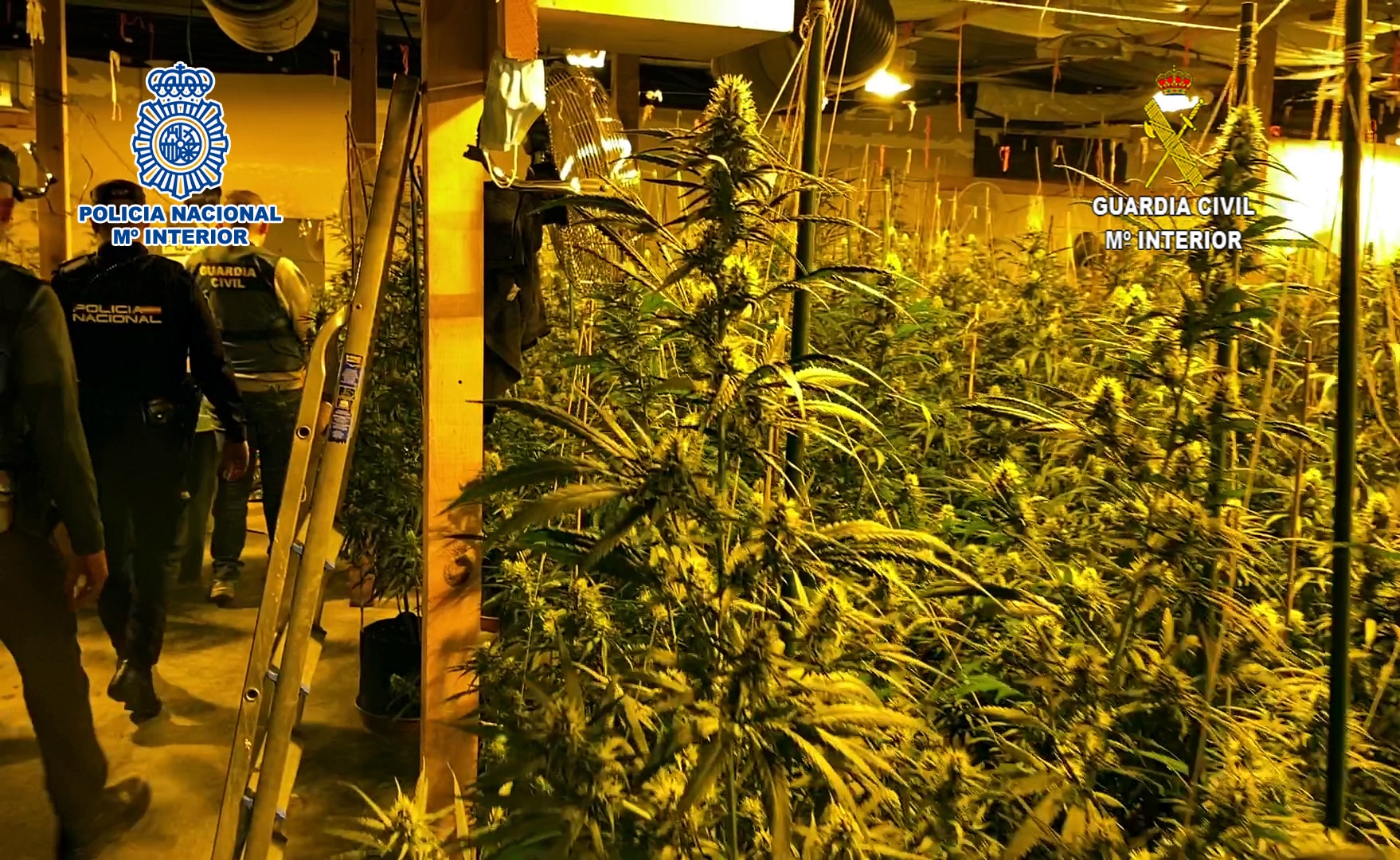 La Policía Nacional y la Guardia Civil desarticulan una organización criminal de origen albanés que distribuía marihuana cultivada en la provincia de Alicante