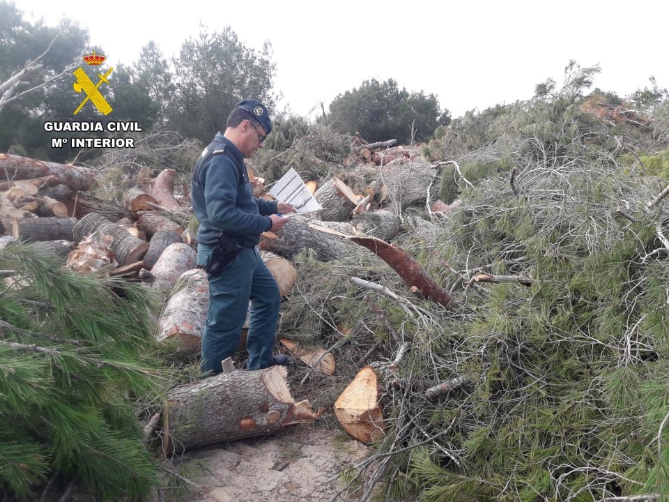 <strong>La Guardia Civil denuncia la tala ilegal de pinos mediterráneos en el municipio de Orihuela</strong>