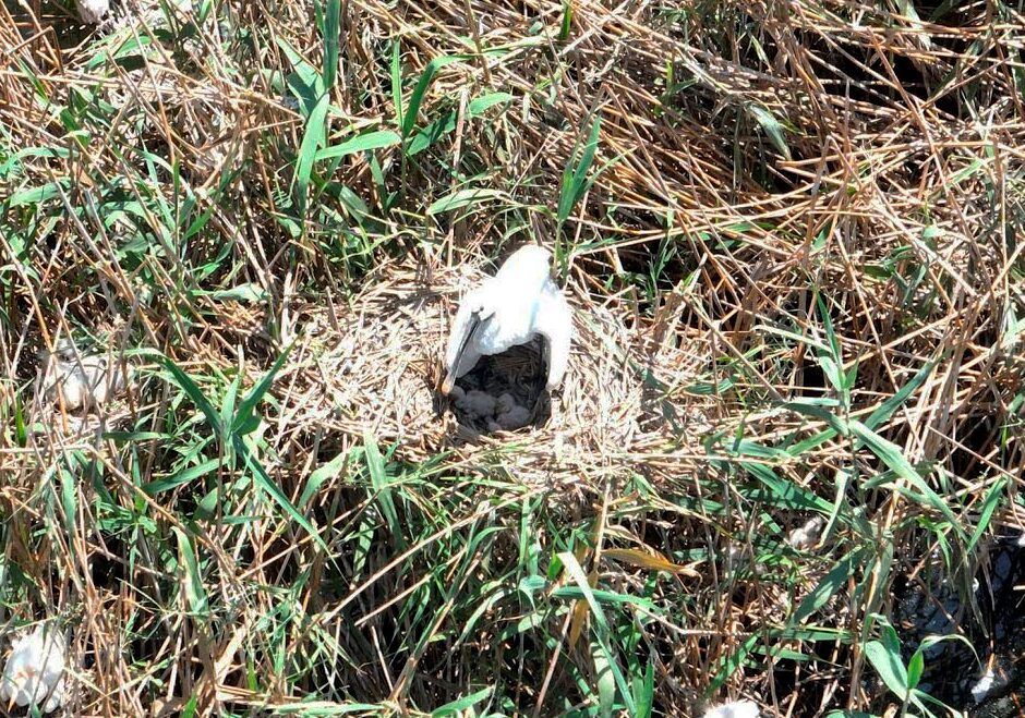 La Conselleria de Medio Ambiente constata que la espátula nidifica por primera vez en la Comunitat Valenciana