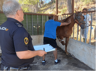 La Policía de la Generalitat localiza en Gandia un establo ilegal con cinco caballos que se encontraban en malas condiciones higiénicas y sin regularizar